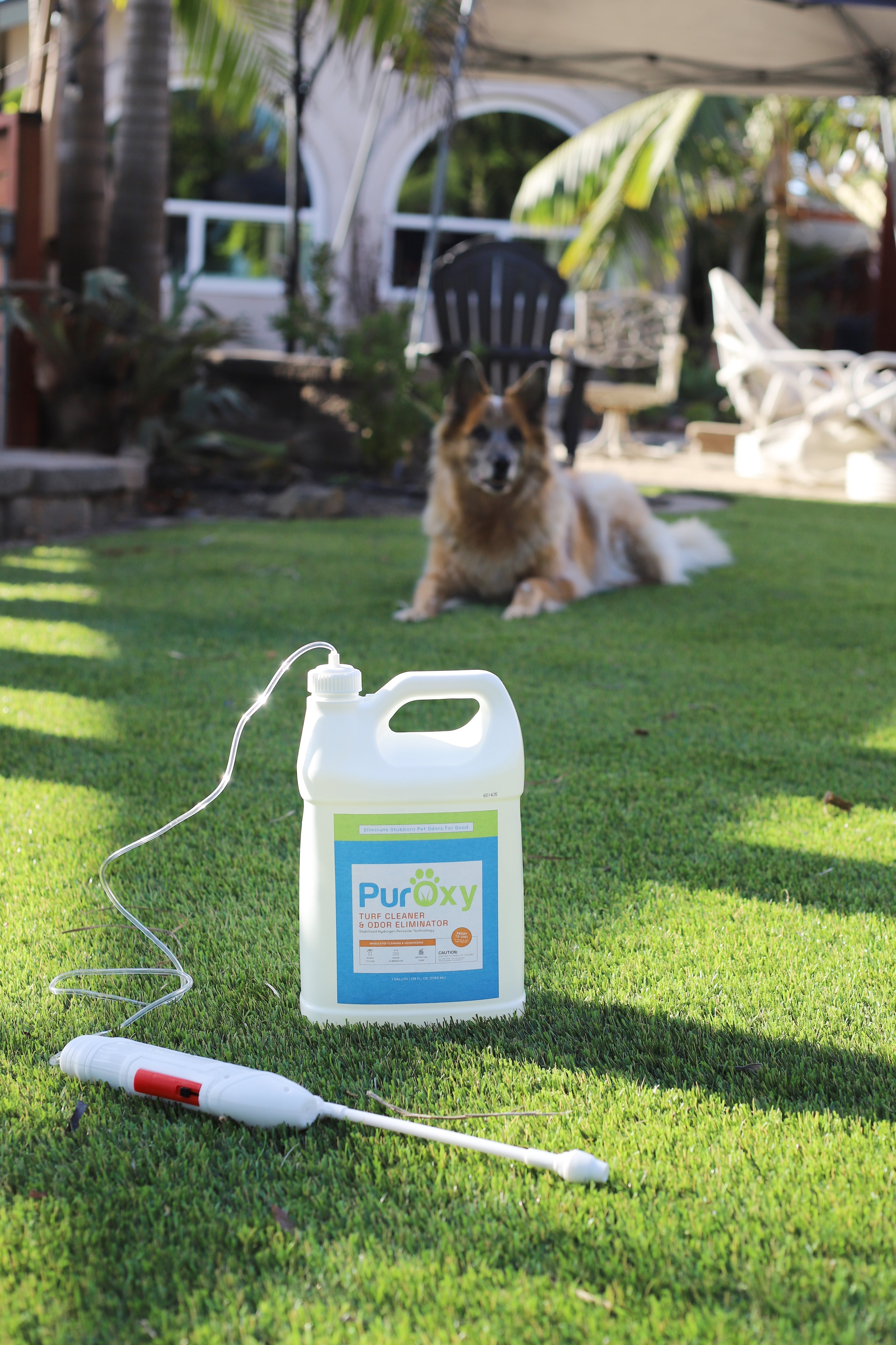 Bottle of PurOxy on artificial turf with dog in background